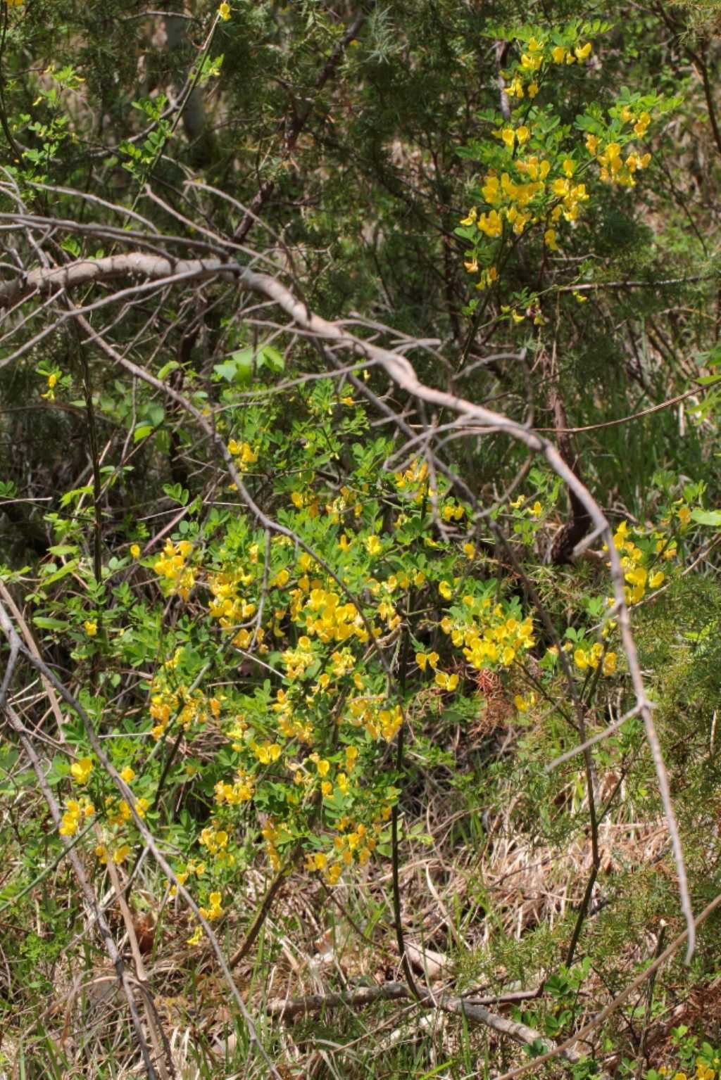Coronilla emerus